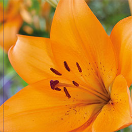 lis la hybrid -orange